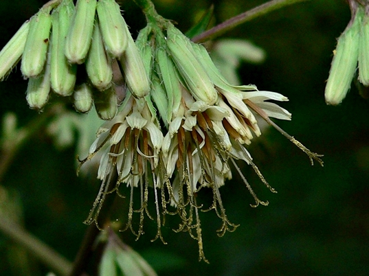 {Nabalus serpentarius}